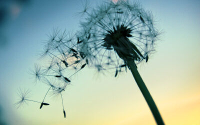 Mindfulness-Based Stress Reduction (MBSR) Package – 2 hours