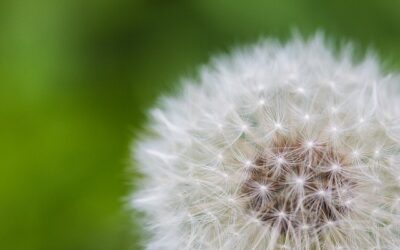 E-Learning 8-Week Mindfulness-based Stress Reduction Course
